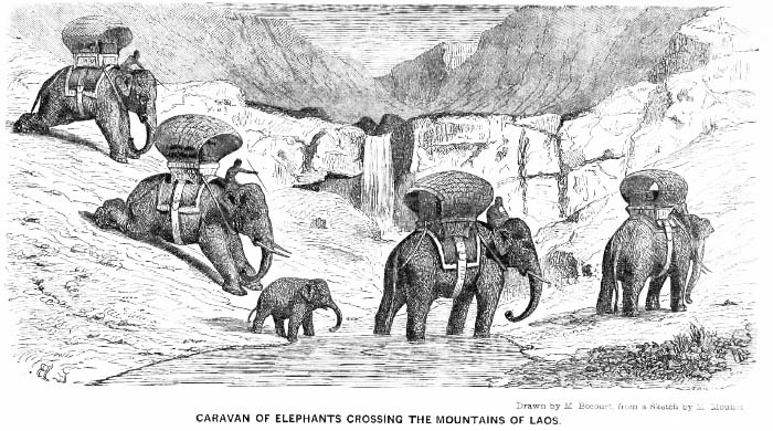 Caravan of Elephants in Laos